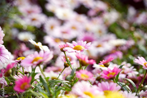 Photography Marguerite Daisy Flower Close-Up