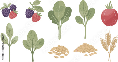 Healthy Plant Based Ingredients Vector Set with Spinach Berries Grains Lentils and Fresh Organic Food Elements for Nutrition Design