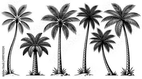 Set of tropical palm trees silhouettes isolated on white background. Hand drawn black and white engraving style vector illustration.