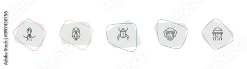 animals collection. outline icon set. linear vector for ui, web and mobile. thin line squid, deadlock, beetle icons.