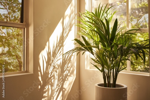 Light Shines on a Plant in a Sunny Room Beside a Window During Daytime Hours