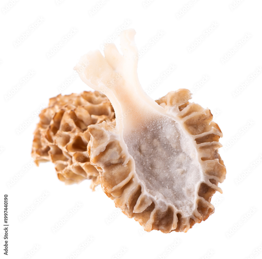 Obraz premium Morel mushroom isolated on white background. Morchella esculenta. Spring edible fungi. Clipping path.