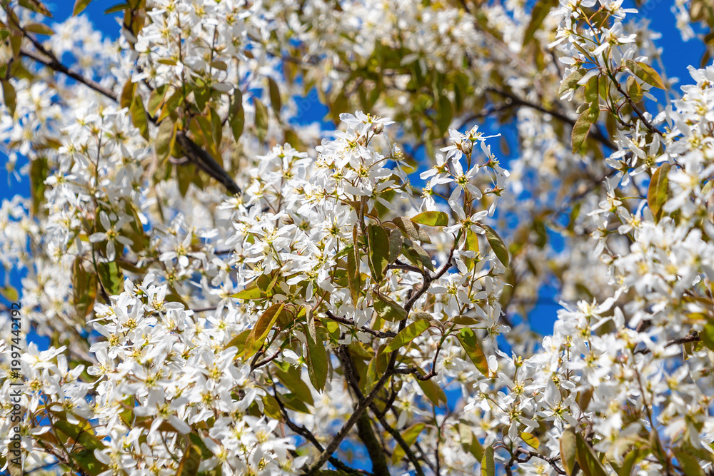 Naklejka premium White blossoms covering tree branches against blue sky. Amelanchier lamarckii, juneberry, serviceberry