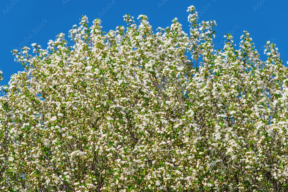 Fototapeta premium White flowering tree covered in blossoms against blue sky
