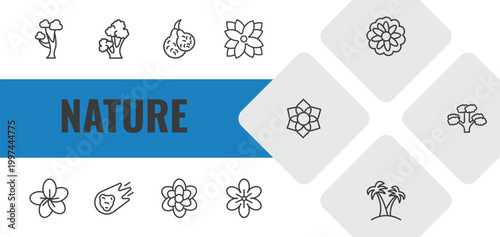 nature outline icon set. linear vector for ui, web and mobile. thin line gray birch tree, scarlet oak tree, bergamot icons.