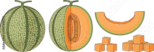 Illustration of Cantaloupe Melon Whole, Sliced, and Cubed Pieces