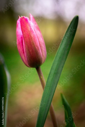Pink tulip flower with soft blurred background