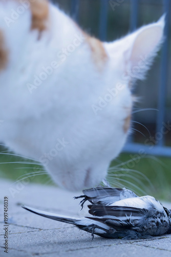 a white wagtail (Motacilla alba) laying dead in front of a house cat, which was killing the songbird