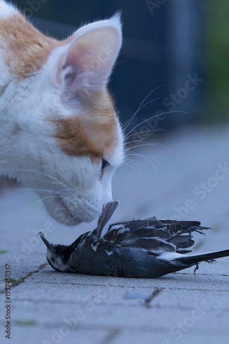 a white wagtail (Motacilla alba) laying dead in front of a house cat, which was killing the songbird