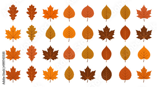 Collection of various autumn leaves.