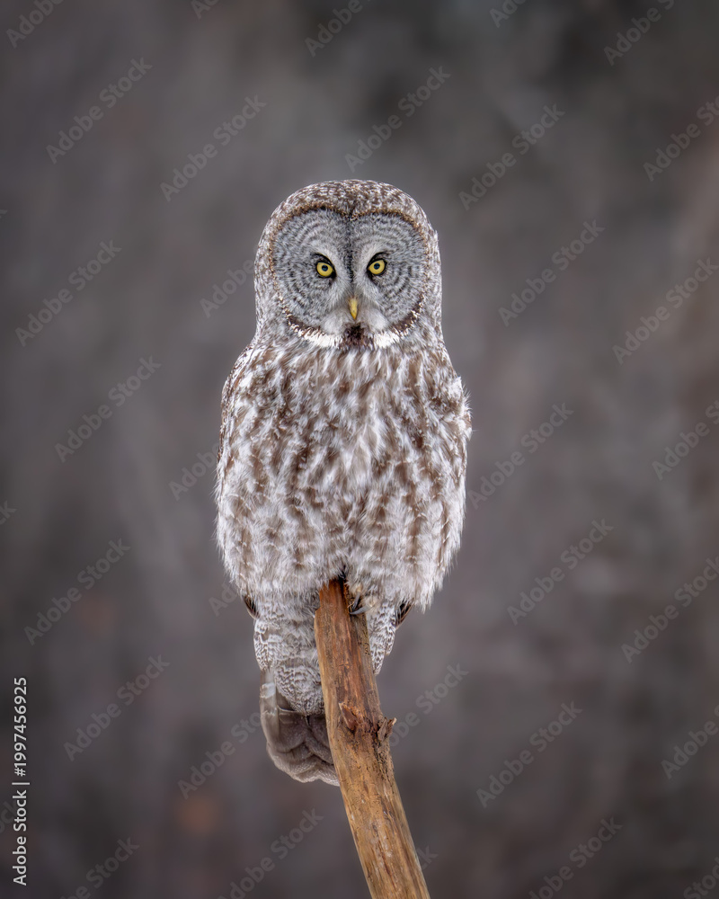 Fototapeta premium Great Gray Owl Hunting