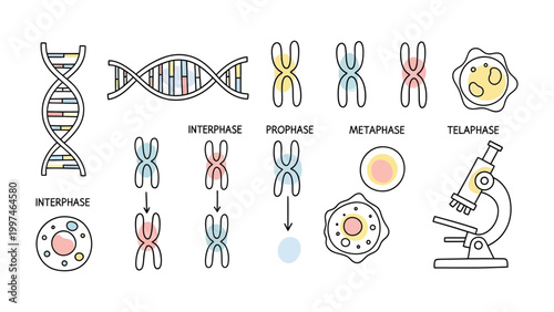 Cellular Blueprint: A detailed diagram illustrating the various stages of cellular division, from DNA replication to cell formation, and the utilization of a microscope for cellular study.