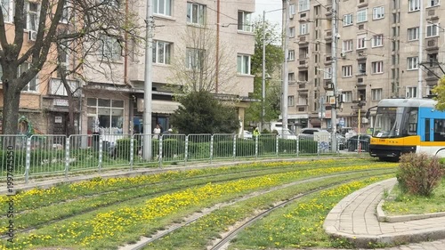 Tram passing through a European city with yellow dandelions in bloom