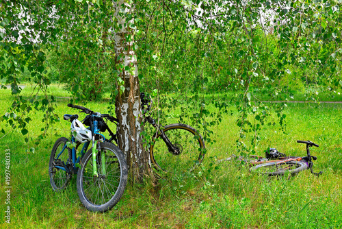 Bicycles under birch tree