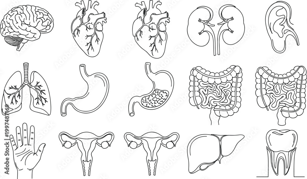 Obraz premium Human organ anatomy illustration set medical diagram brain heart lungs stomach liver kidney intestines ear tooth reproductive vector artwork design