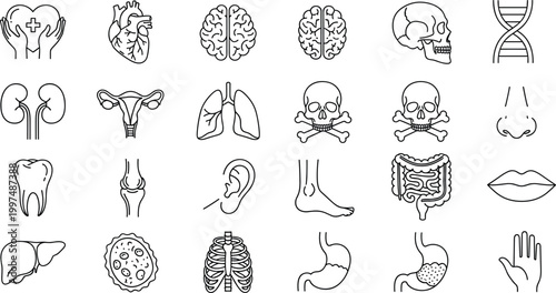 Human anatomy medical icon set organs brain heart lungs stomach liver kidney intestines uterus DNA tooth ear skull vector illustration design