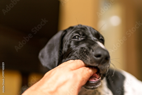 Photos Puppy playfully biting human finger and hand