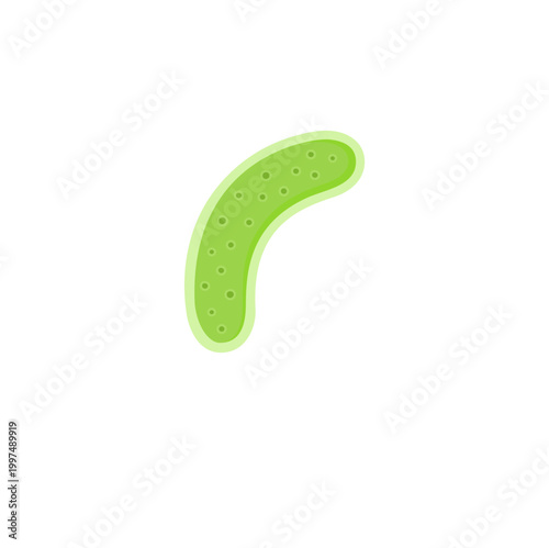 lactobacillus Bacteria Illustration 
