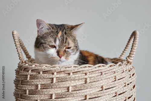 Canvastavla Domestic cat with calico fur resting comfortably in a woven basket, showcasing i