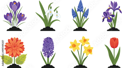 Spring Garden Flower Illustration Set Featuring Crocus, Snowdrop, Hyacinth, Iris, Daffodil, Tulip and Blooming Floral Plants for Nature Design.