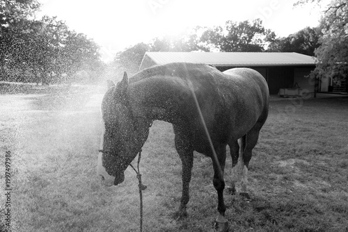 Quadro su tela Quarter horse closeup getting bath on farm during sunset in black and white, animal care
