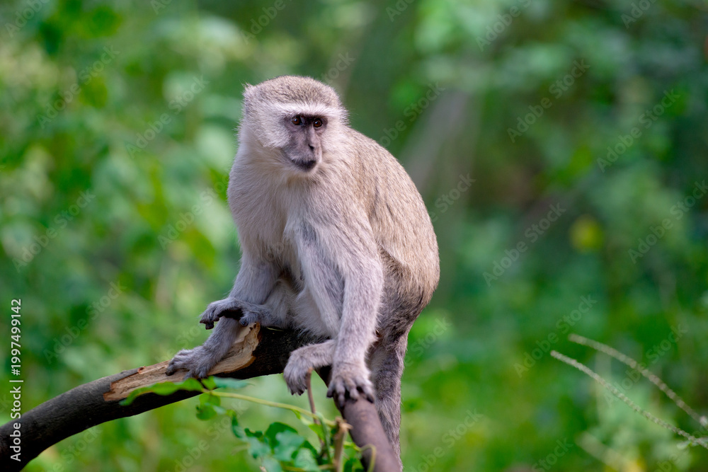Fototapeta premium Wild Vervet Monkey Perched on a Tree Branch in the Botswana Wilderness