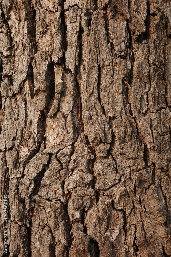 Obraz premium Close-up of natural tree bark with rough, cracked texture and earthy brown tones.