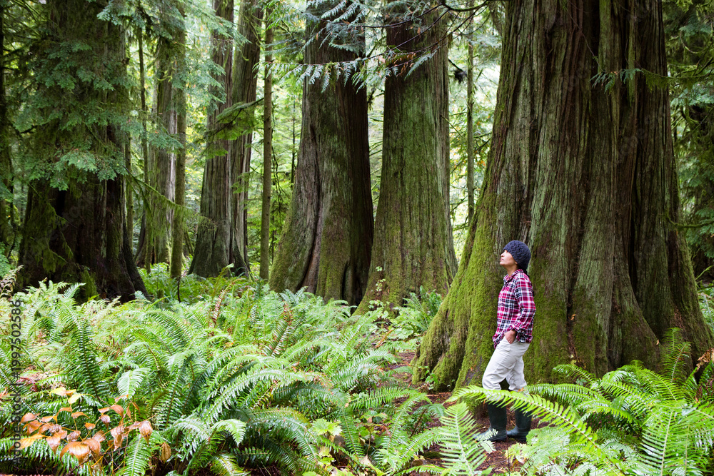 Fototapeta premium Tourist MacMillan Provincial Park Forest Grove Vancouver Island