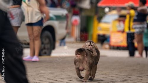 Canvas Print Monkeys roaming the streets of Ecuador.