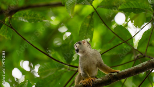 Monkeys climbing trees.