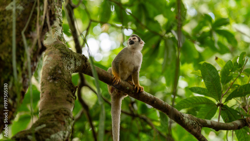Monkeys climbing trees.