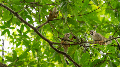 Monkeys climbing trees.
