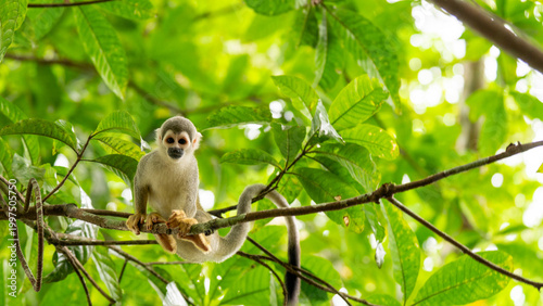 Monkeys climbing trees.