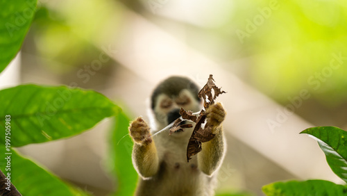 Monkeys climbing trees.