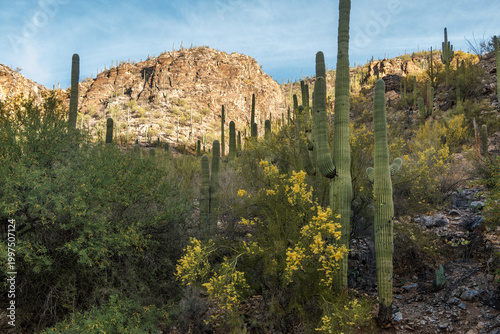 Large saguaro cacti surrounded by blooming palo verde trees. A mountain is in the background, set against a blue sky with clouds. Sabino Canyon Recreation Area, Arizona, Tucson, USA.