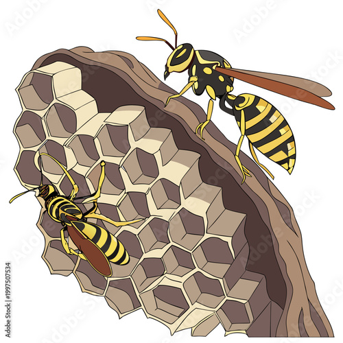 Tableau sur toile Two wasps on a honeycomb nest with detailed insect illustration