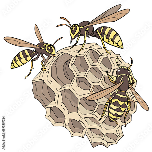 Three wasps standing on a brown and beige wasp nest