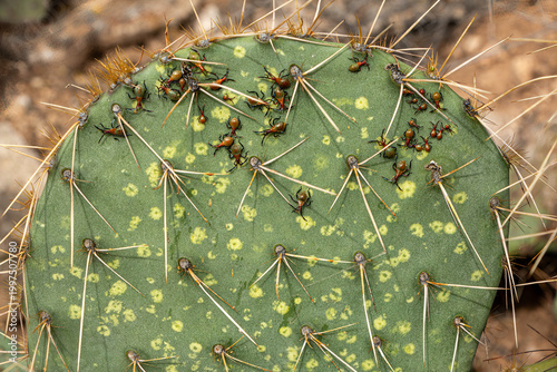 Cactus bugs sucking sap on a prickly pear pad in the Arizona desert, leaving yellow spots on the plant. Tucson, Arizona, USA