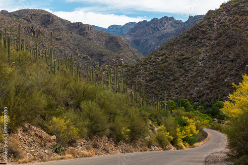 An asphalt road in Sabino Canyon with blooming palo verde trees, saguaro cactus, and mountains set against a blue sky with clouds. Tucson, Arizona, USA.