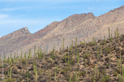 A hill with abundant saguaro cactus. A rugged mountain is in the background, set against a blue sky with clouds. Sabino Canyon Recreation Area, Tucson, Arizona, USA.