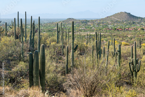 An Arizona desert landscape with saguaro cacti, palo verde trees in bloom, and houses in the distance set against a pale blue sky. Tucson, Arizona, USA.