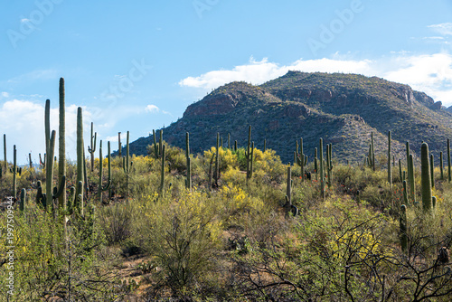 Flowering Palo Verde trees, saguaro cactus, and a large hill in the background, set against a blue sky with clouds. Sabino Canyon, Tucson, Arizona, USA.