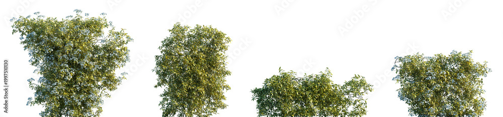 Naklejka premium Set of Solanum jasminoides Variegata (Variegated Potato Vine) blossoming frontal isolated png on a transparent background perfectly cutout