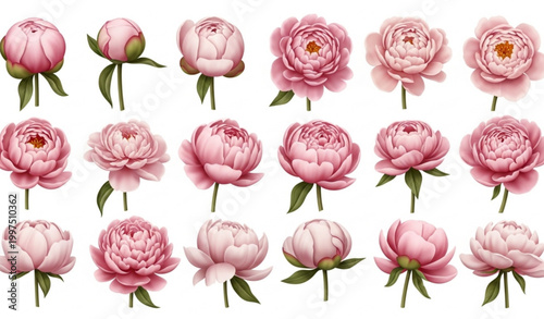 3D pink peony flowers collection with blooming floral elements isolated vector set
