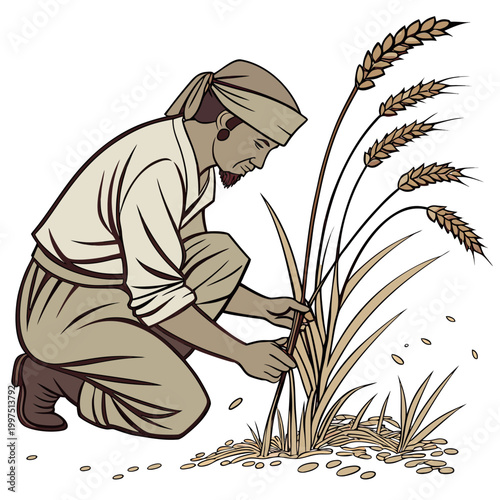 Man binding wheat farmer agriculture