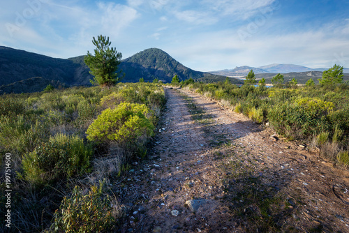 Bild auf Leinwand Camino hacia en pantano
