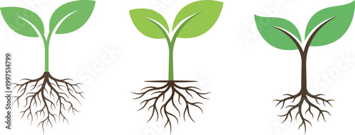 Plant growth stages seedling development from sprout to young plant