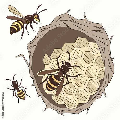 Wasps on a honeycomb nest insects wildlife