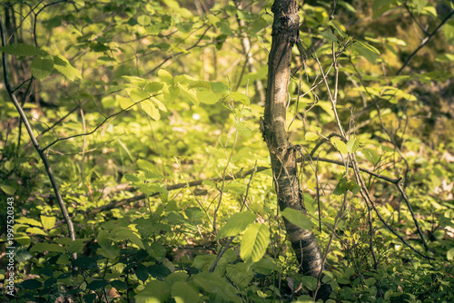 The forest landscape of Montiggl in Eppan in South Tyrol.