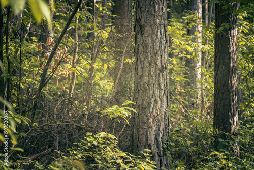 The forest landscape of Montiggl in Eppan in South Tyrol.